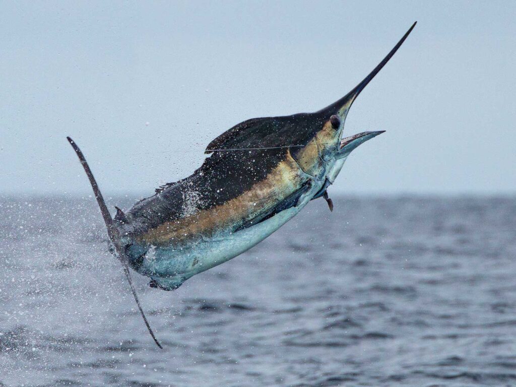 A large marlin twisting as it jumps in the air from the ocean.