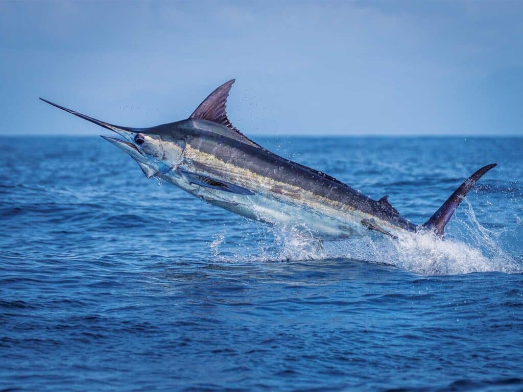 A marlin jumping out of the ocean near Kona, Hawaii.