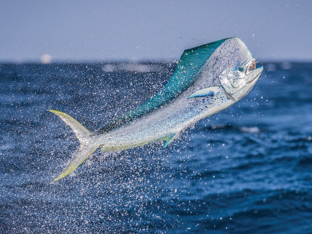 A large mahi dolphinfish jumping out of the ocean.