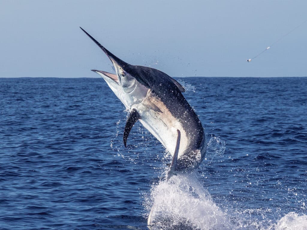 A large female black marlin jumping out of the ocean.