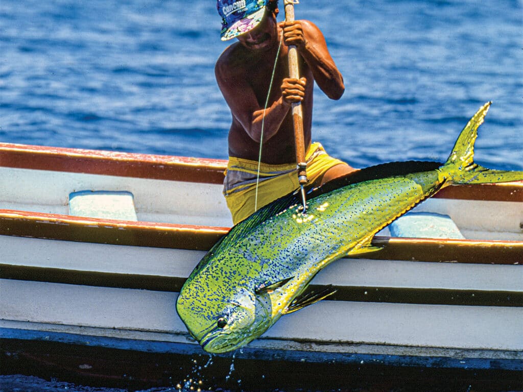 A crewmate pulls a large dolphinfish aboard.