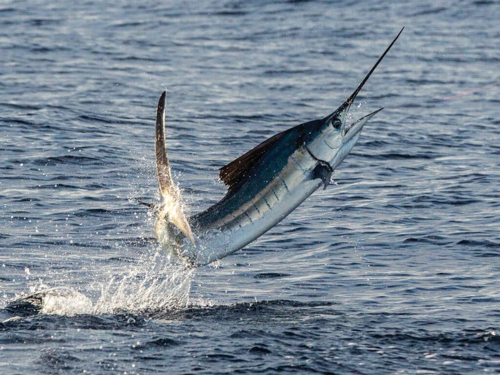 A large sailfish breaking the ocean's surface during a jump.