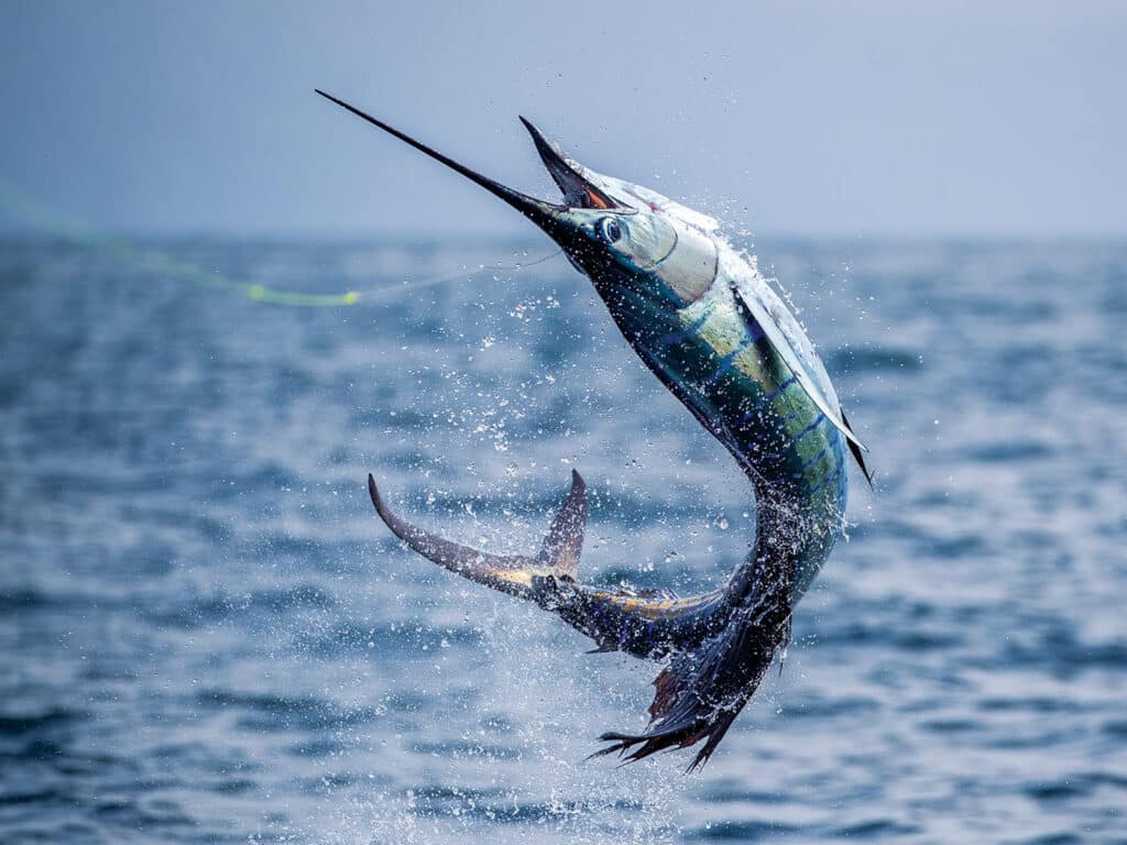 A large pacific sailfish jumping out of the ocean at the 2023 Offshore World Championship.