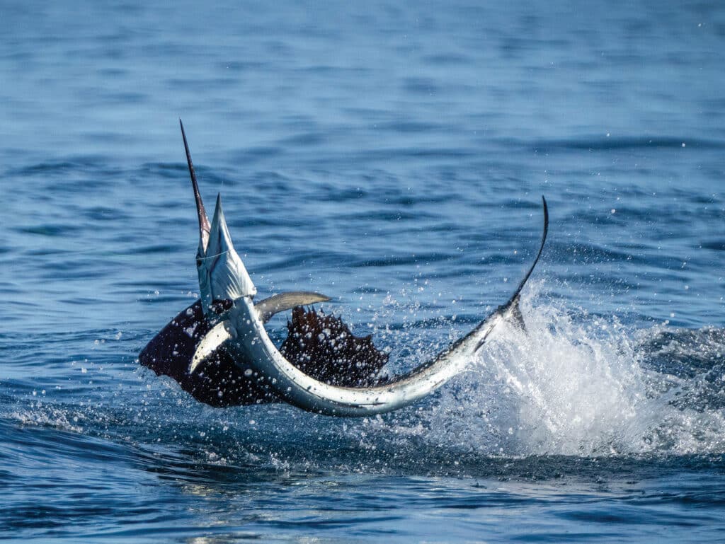 A large sailfish jumping out of the surface of the ocean.