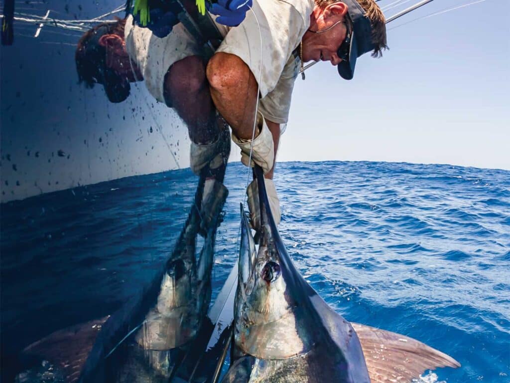 A tournament angler pulling a large marlin boatside.