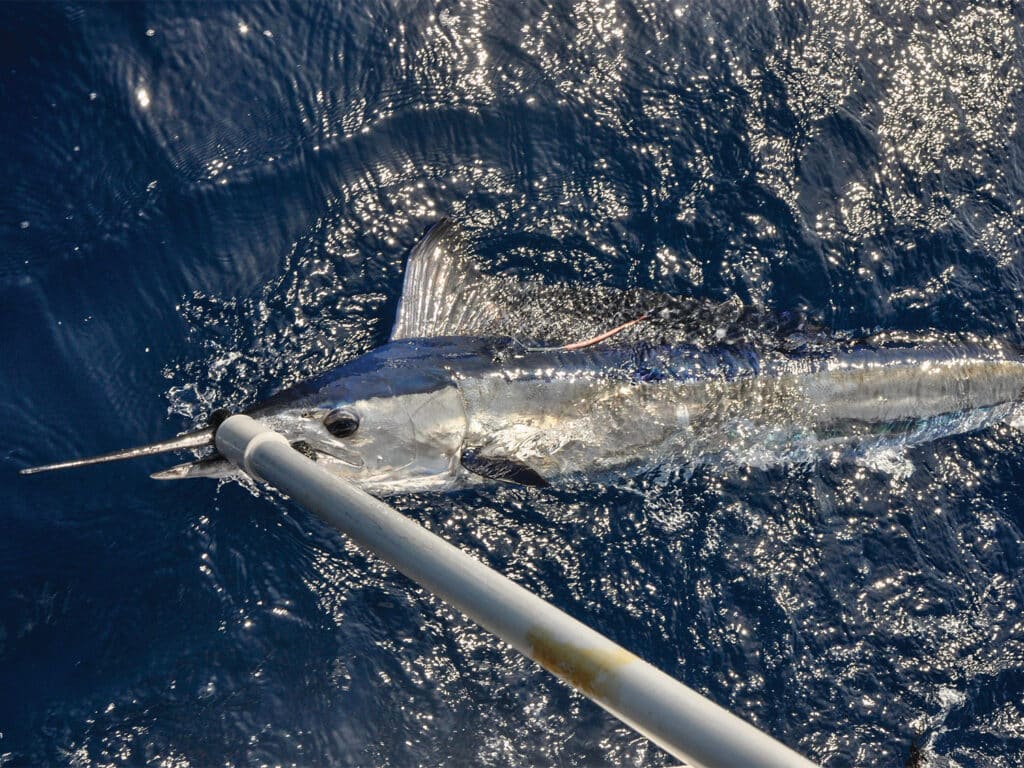 A spearfish on the lead being tagged and prepared for release.