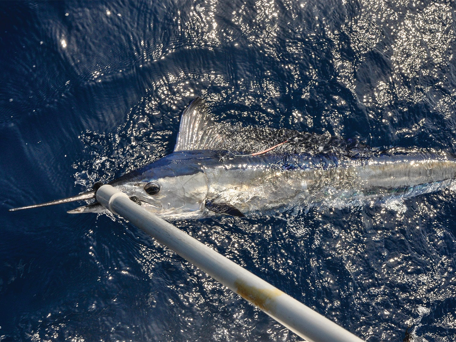 Mediterranean Spearfish on Fly | Marlin Mediterranean Spearfish on Fly | Marlin