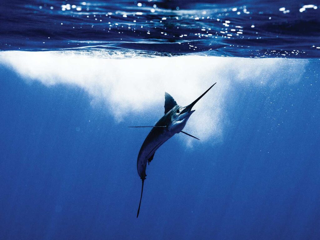 An underwater image of the a large marlin.
