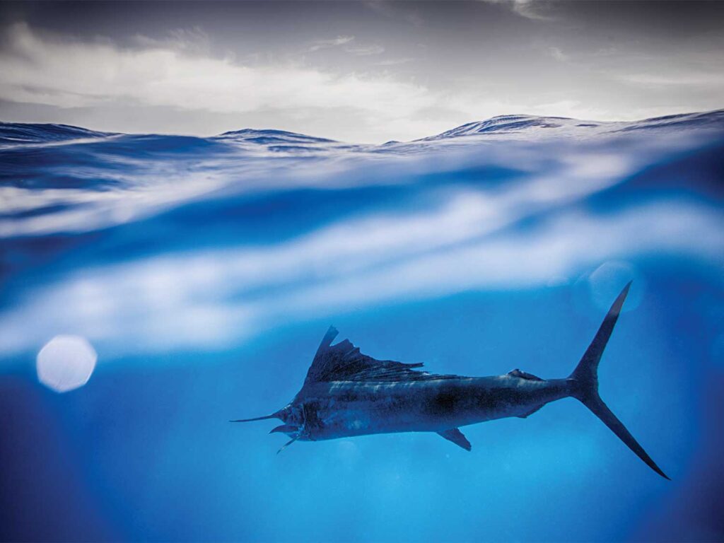 A billfish with damaged fins swimming underwater.