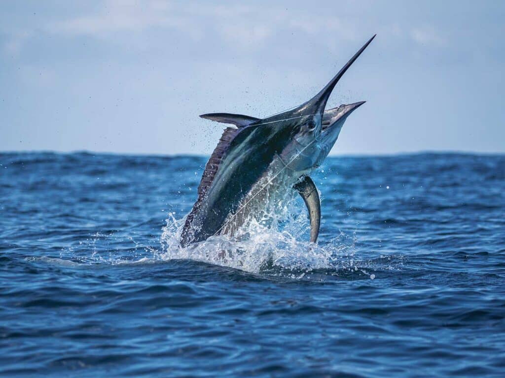 A large black marlin on the leader, jumping out of the ocean.