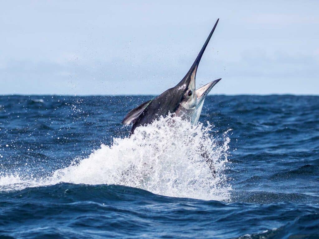 a large marlin on a leader splashing out of the ocean.