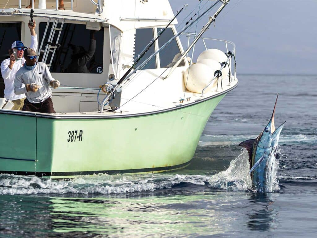 a large blue marlin jumping out of the ocean near a sport-fishing boat.