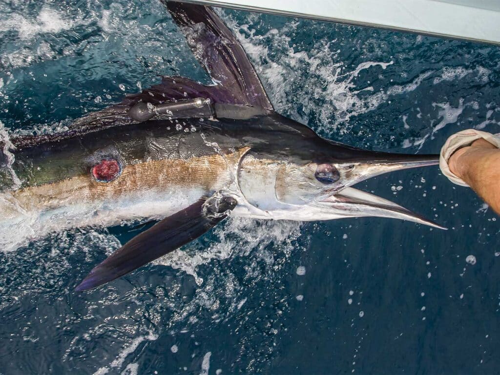 a white marlin pulled boatside. a circular wound can be seen on its side.