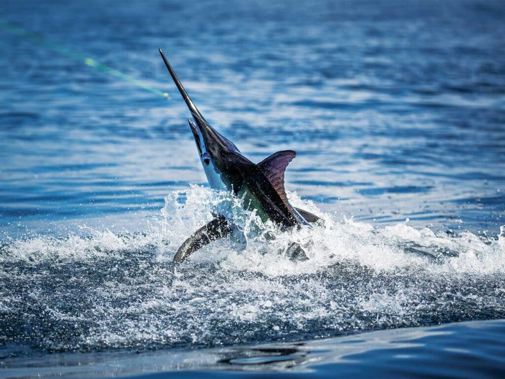 A marlin breaking out of the ocean on the leader.