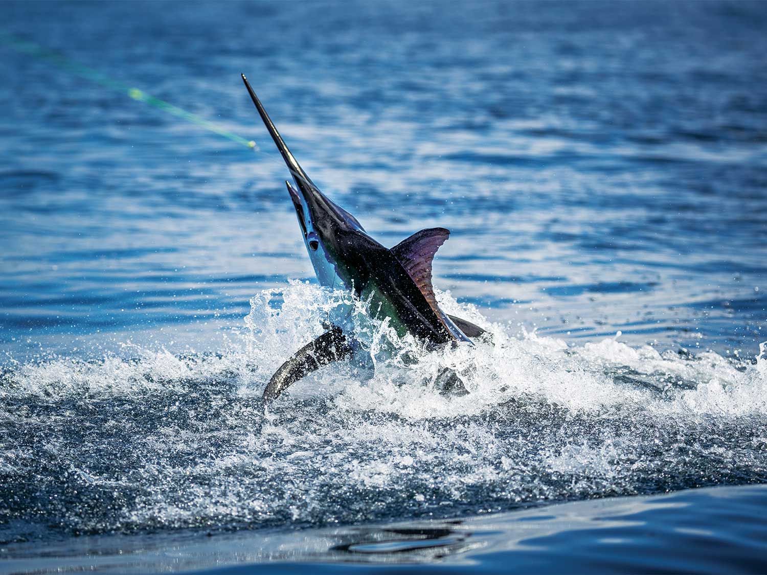 Blue Marlin Are Coming to South Florida - Catch Confirmed