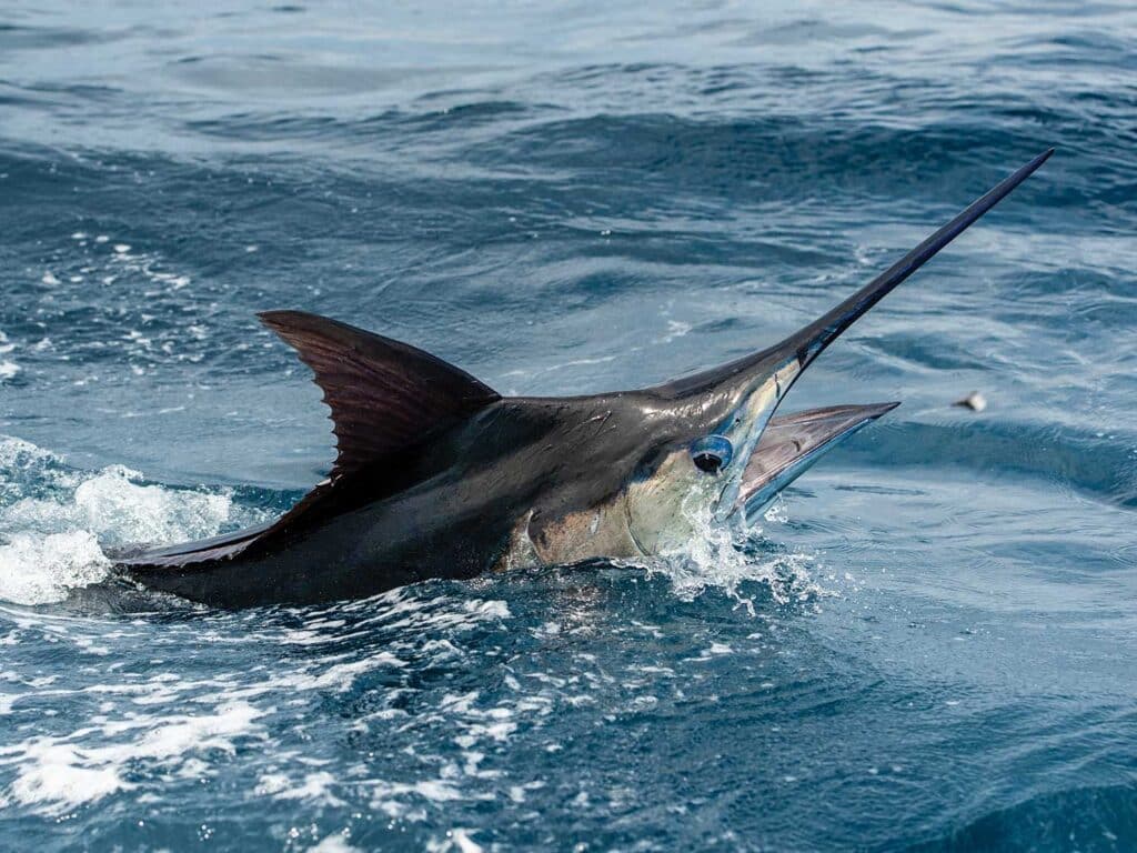 A large marlin breaking the surface of the ocean.