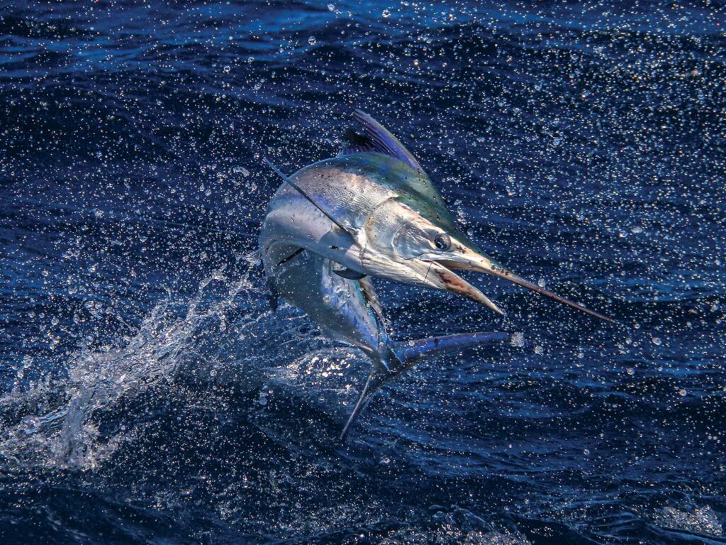 A large marlin splashing out of the ocean.
