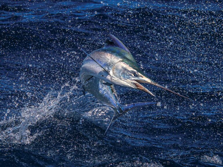 Seven of the 21st Century’s Best Billfish Photographers | Marlin