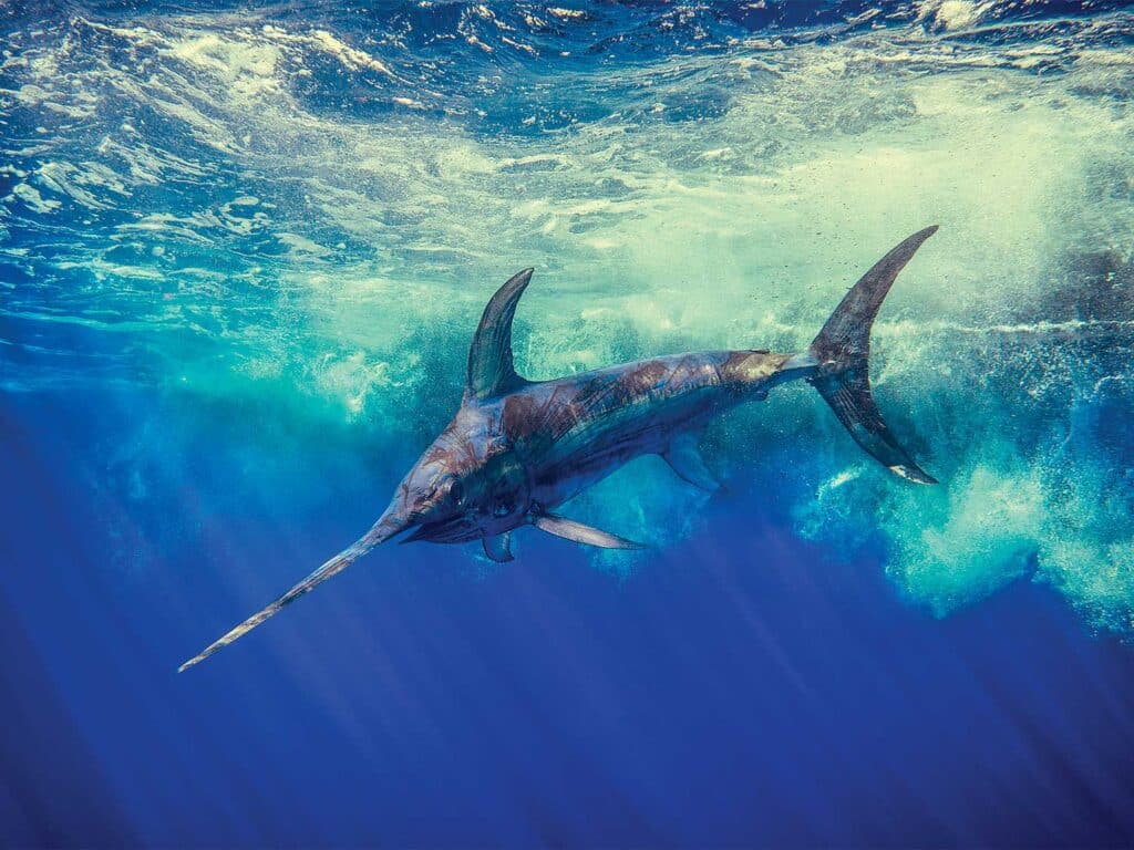 A large sailfish swimming under the ocean's surface.