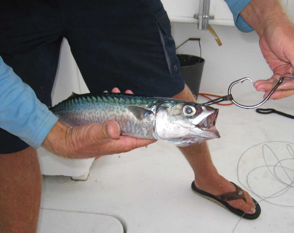 A sport-fishing angler rigging a live bait to a hook.