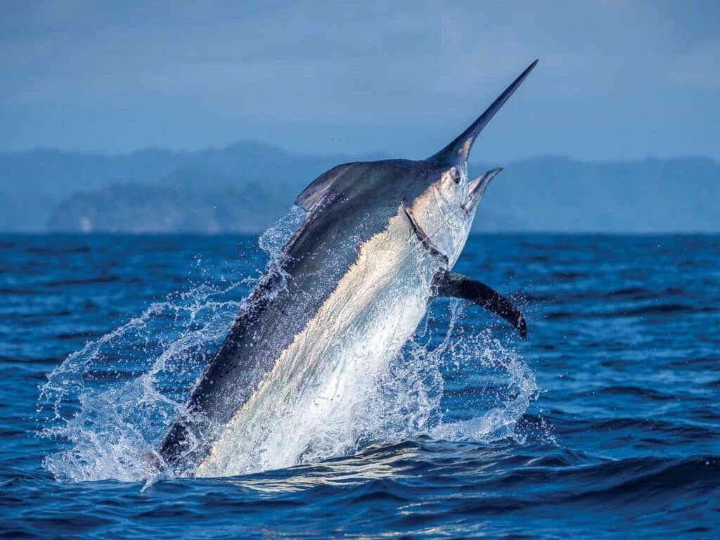 A large marlin breaking the surface of the ocean.