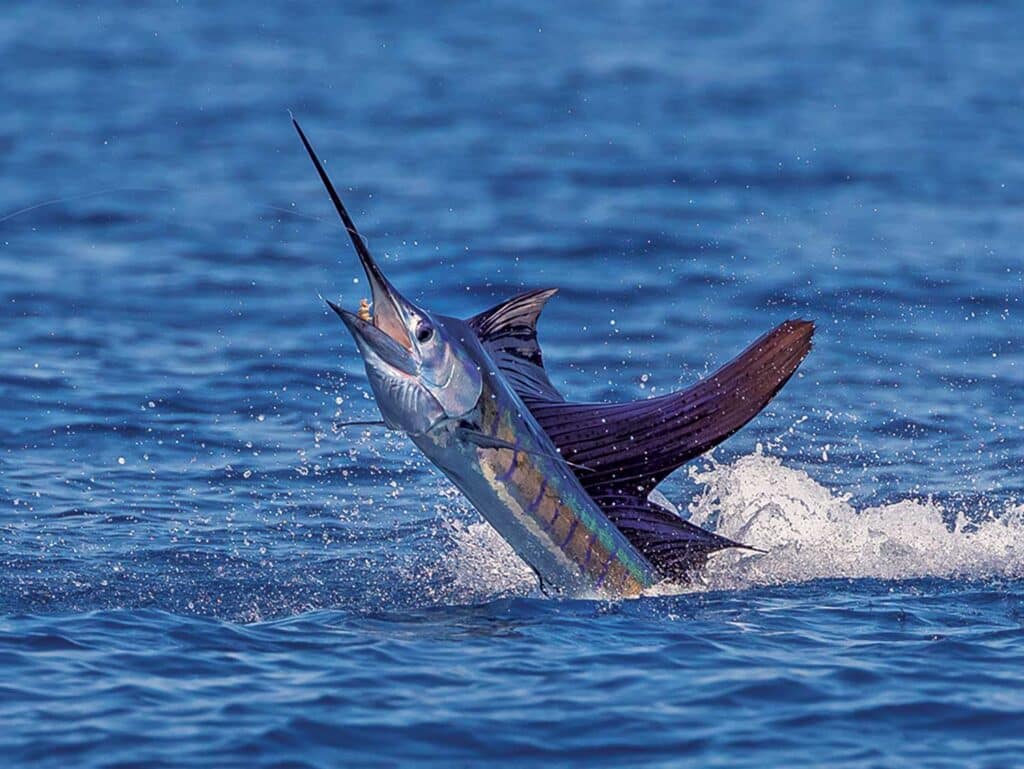 A large pacific sailfish goes airborne.