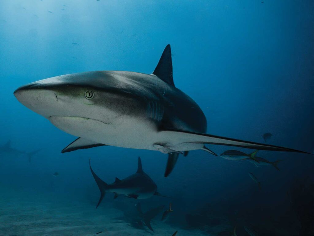 A school of sharks swimming underwater.