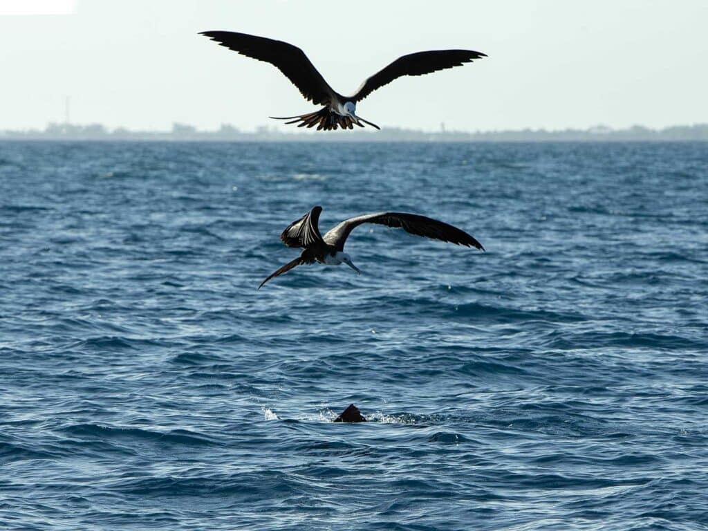 A flock of sea birds flying over the ocean, circling fish in the water.