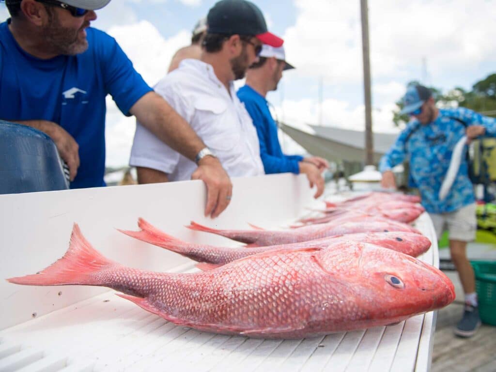 Red snappers caught in the Gulf