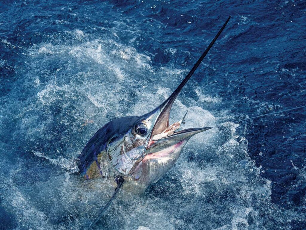 A Costa Rican Sailfish splashing in the ocean.