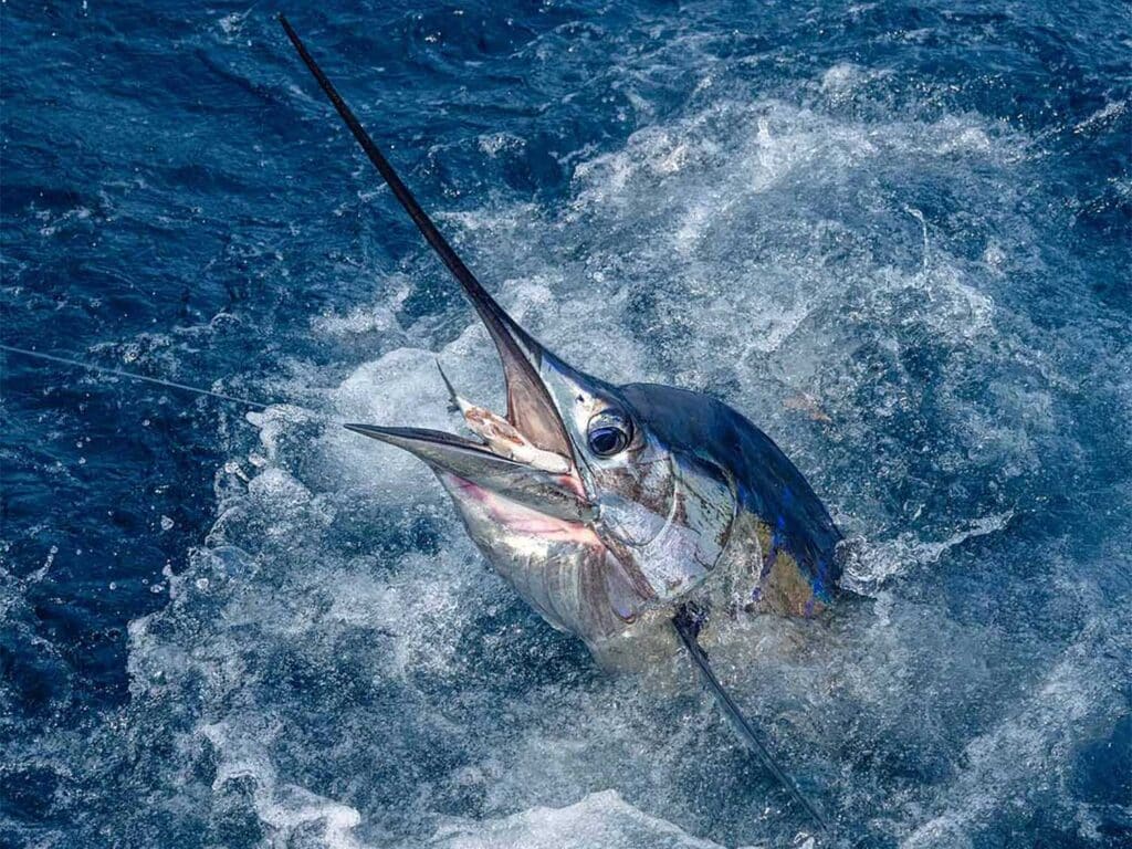 A large Pacific Sailfish splashes in the ocean as it's being pulled boatside.
