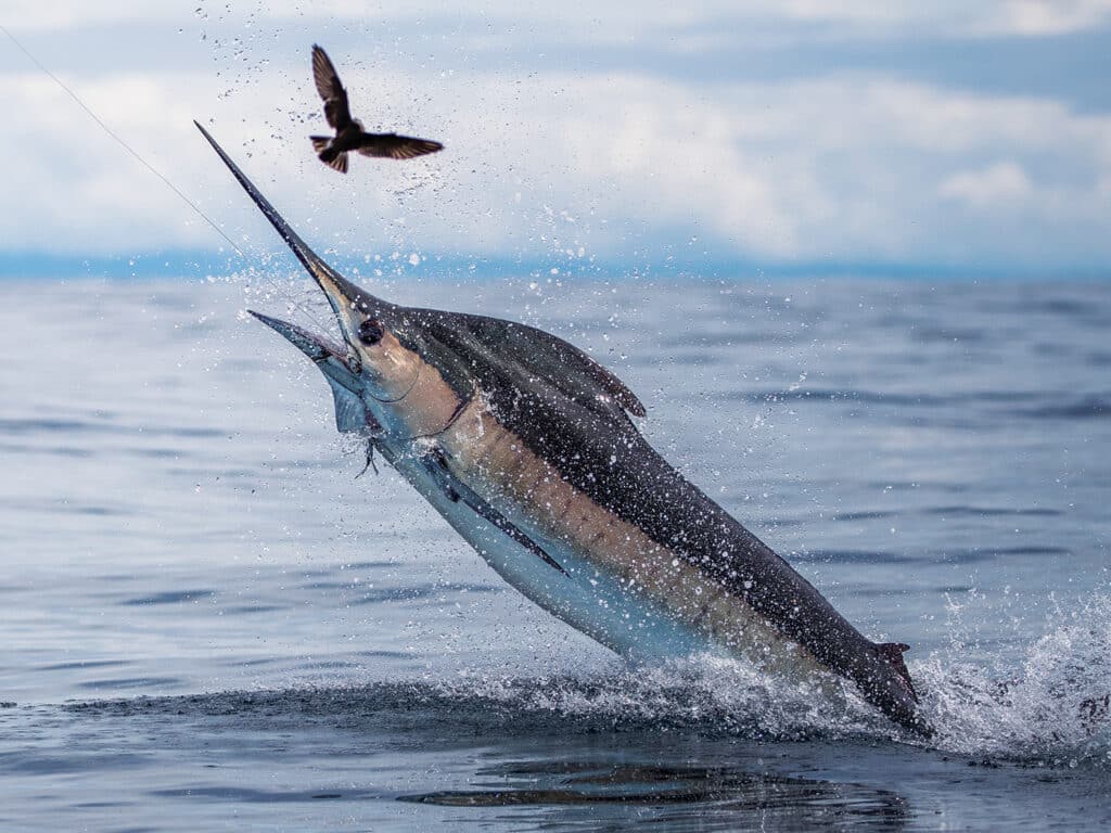 A blue marlin on the lead, jumping out of the ocean.