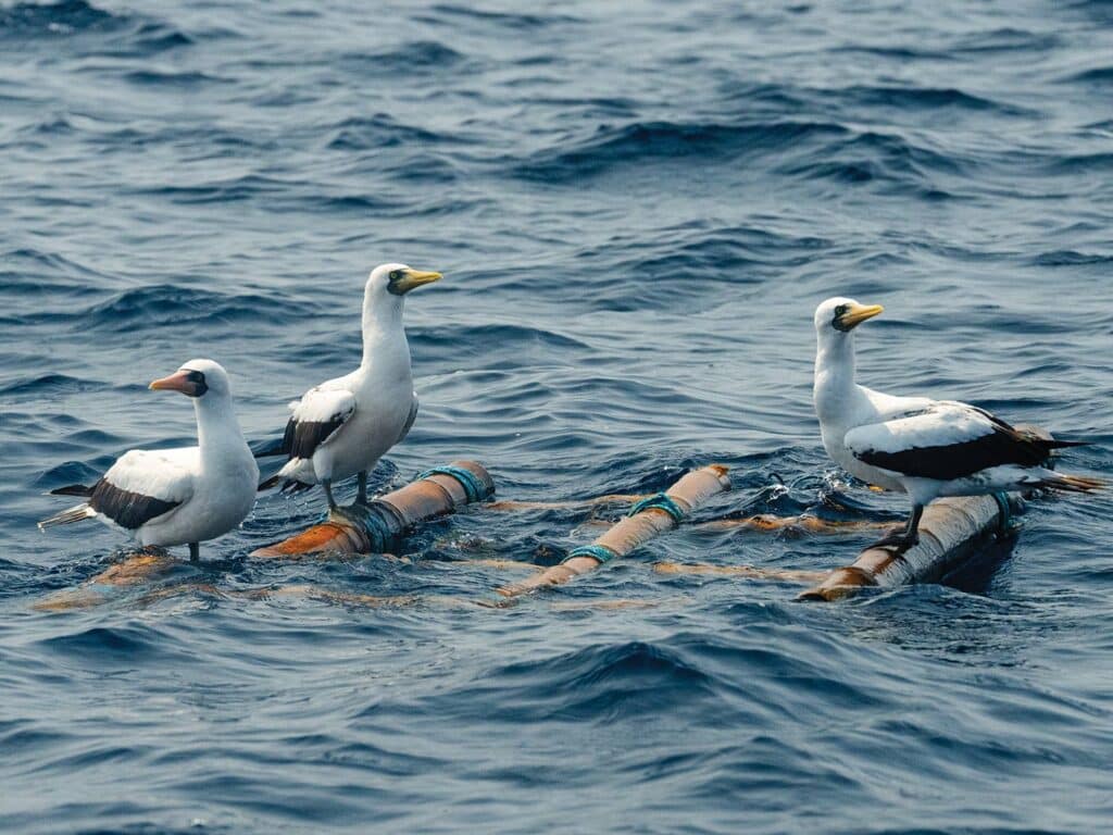 Three seagulls perched on floating debris in the ocean.