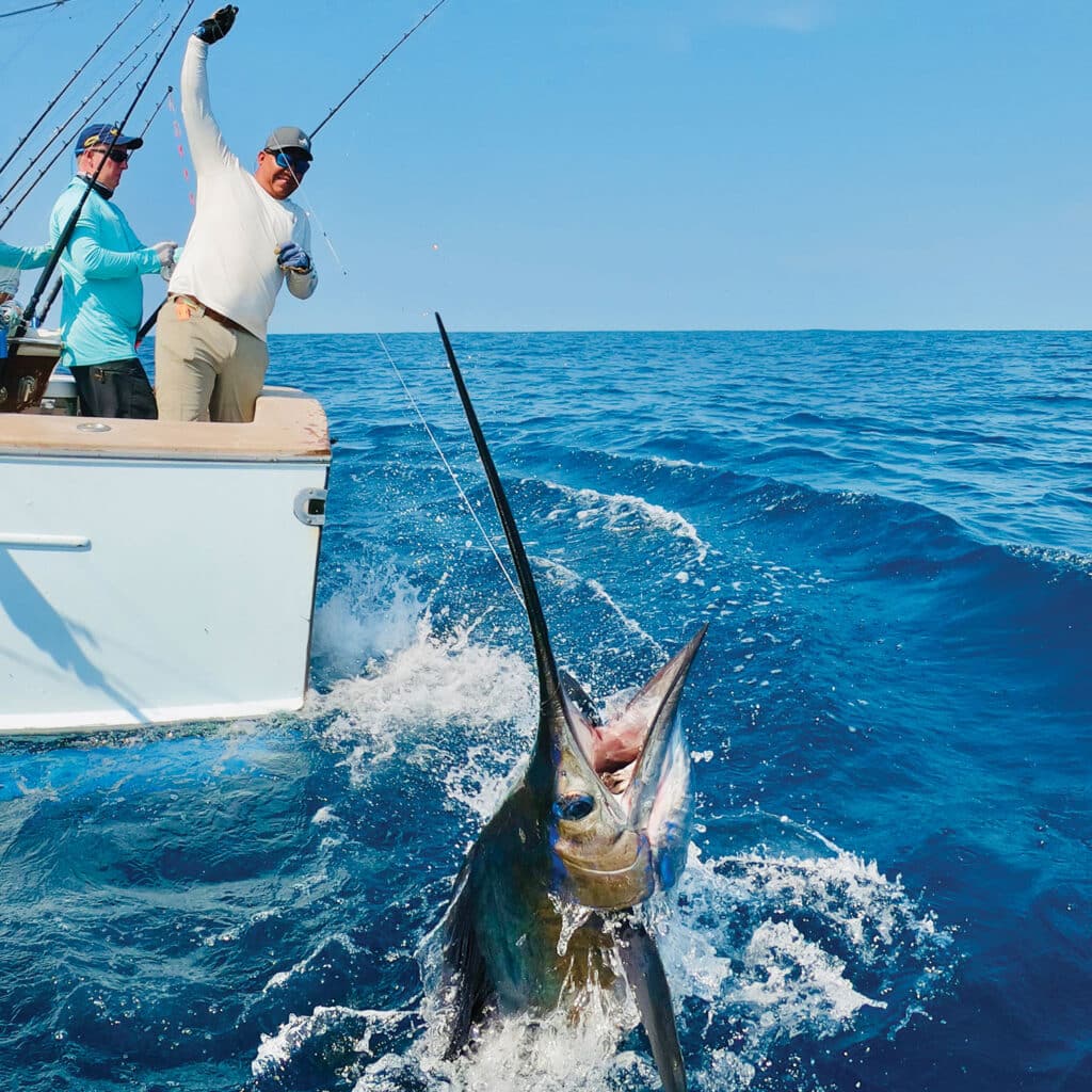 Anglers prepare to release a large Pacific sailfish.