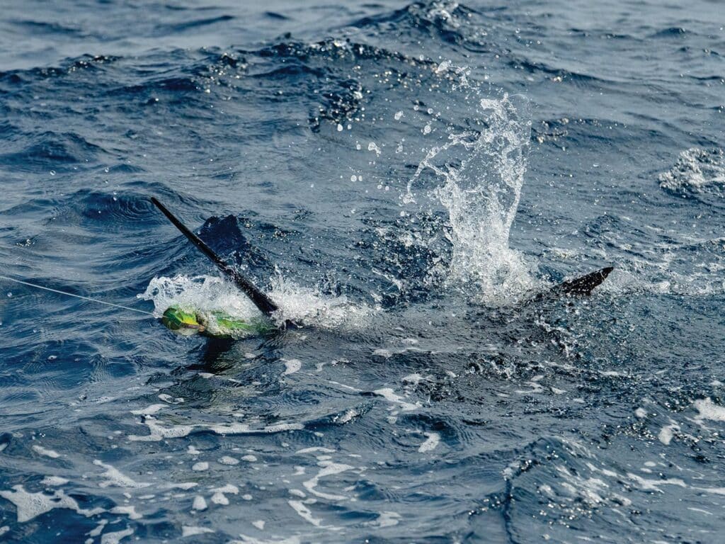 A blue marlin thrashing in the water as it strikes a live bait rig.