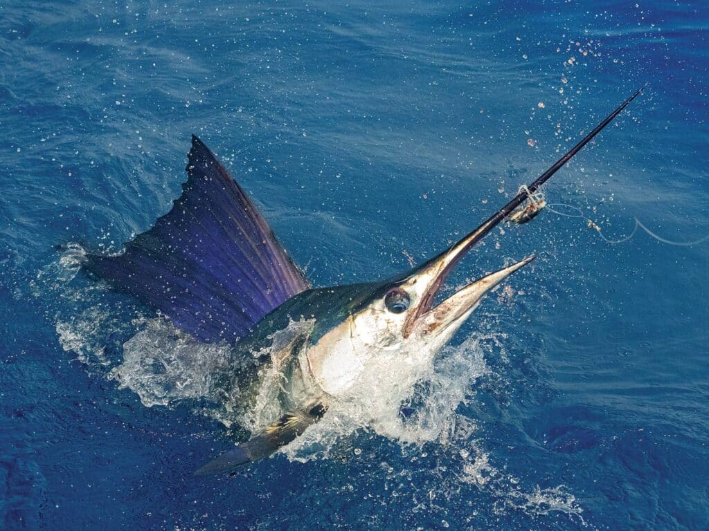 A Guatemalan Sailfish breaking water on the leader.