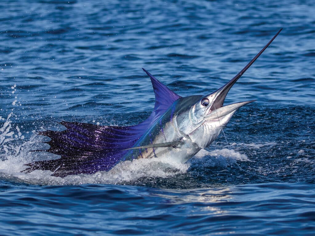 A Pacific sailfish breaks the surface of the ocean.