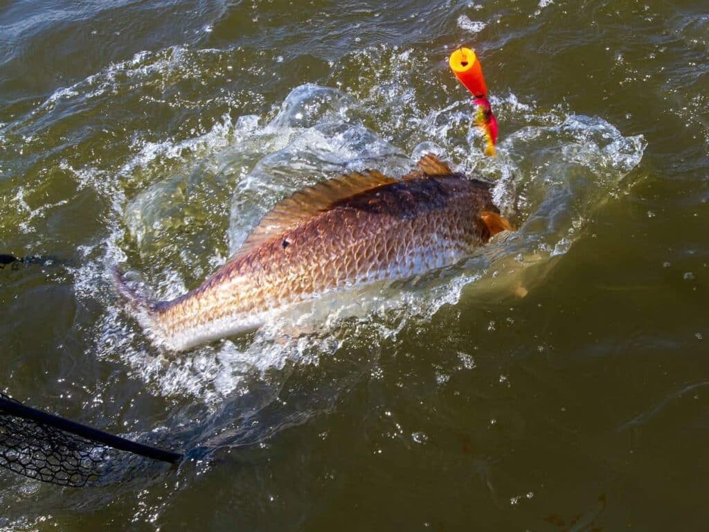 A Red Drum fish caught on the leader.