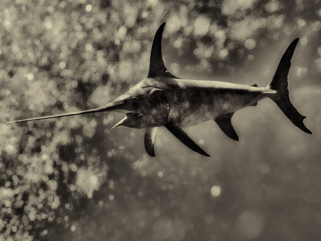 An image of a swordfish swimming underwater.