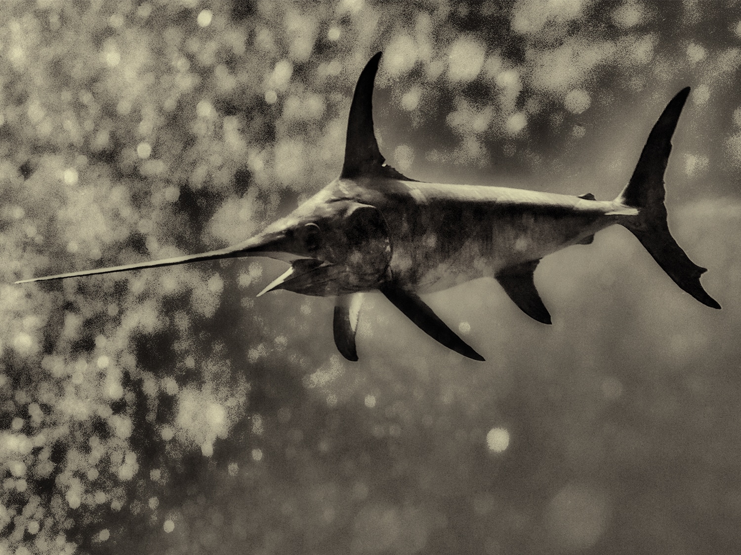 One Photographer's Close Encounter with a Swordfish Marlin