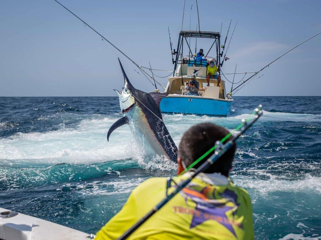 An angler fishing a large marlin near The Zane Grey Reef