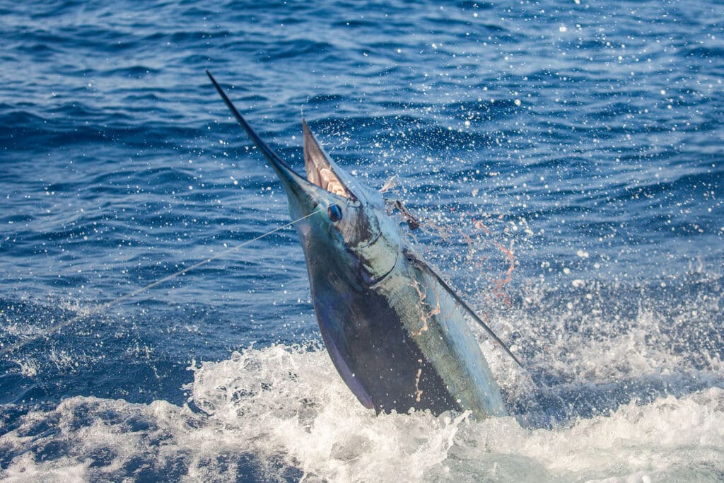 A marlin breaking the surface of the ocean.