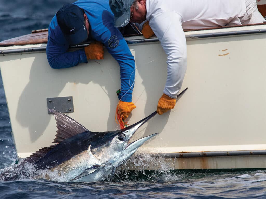 Two anglers pull a blue marlin boatside by the bill.