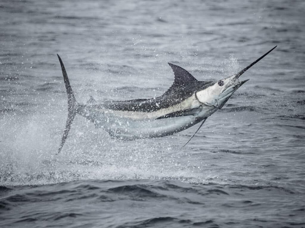 A marlin twisting in the air mid-jump.