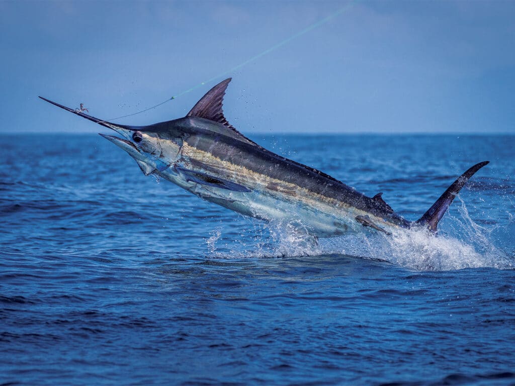 A marlin leaps out of the ocean on the leader.