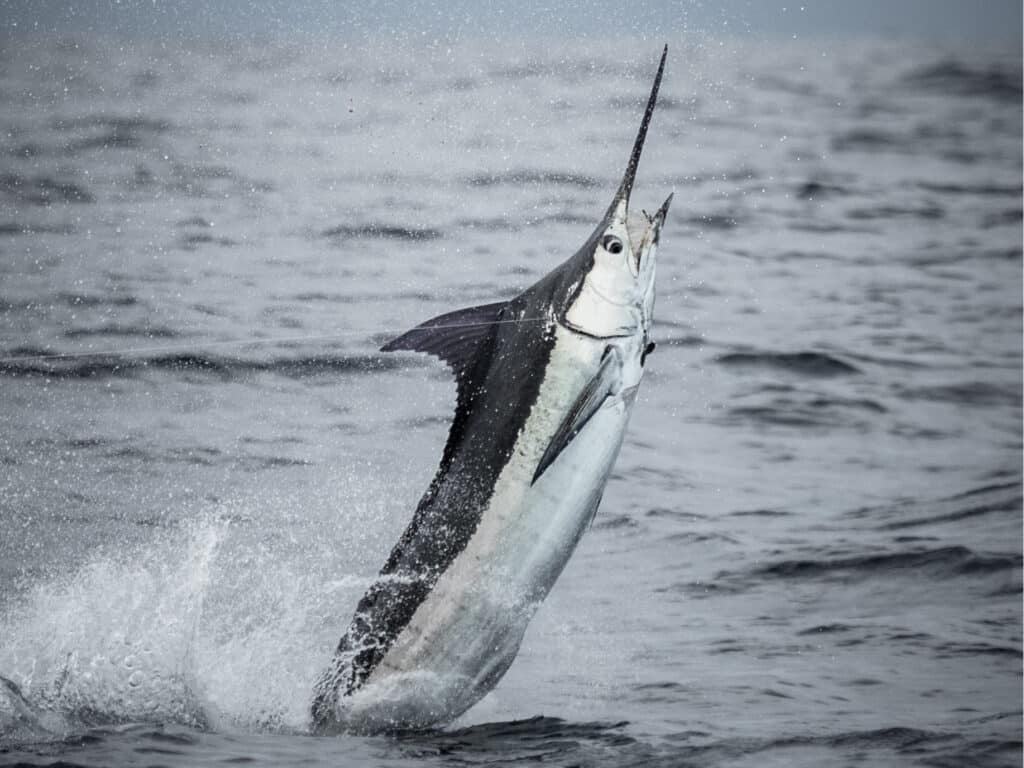 A caught marlin on the leader.