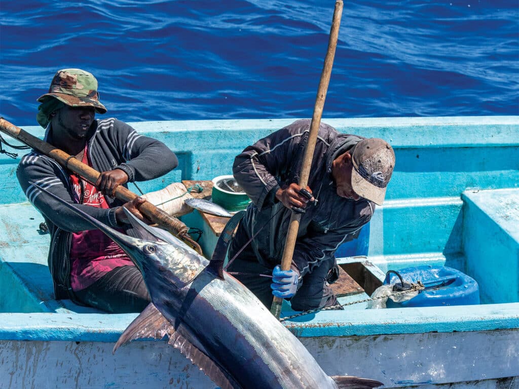 Two anglers in a small boat pull a marlin onto a boat.