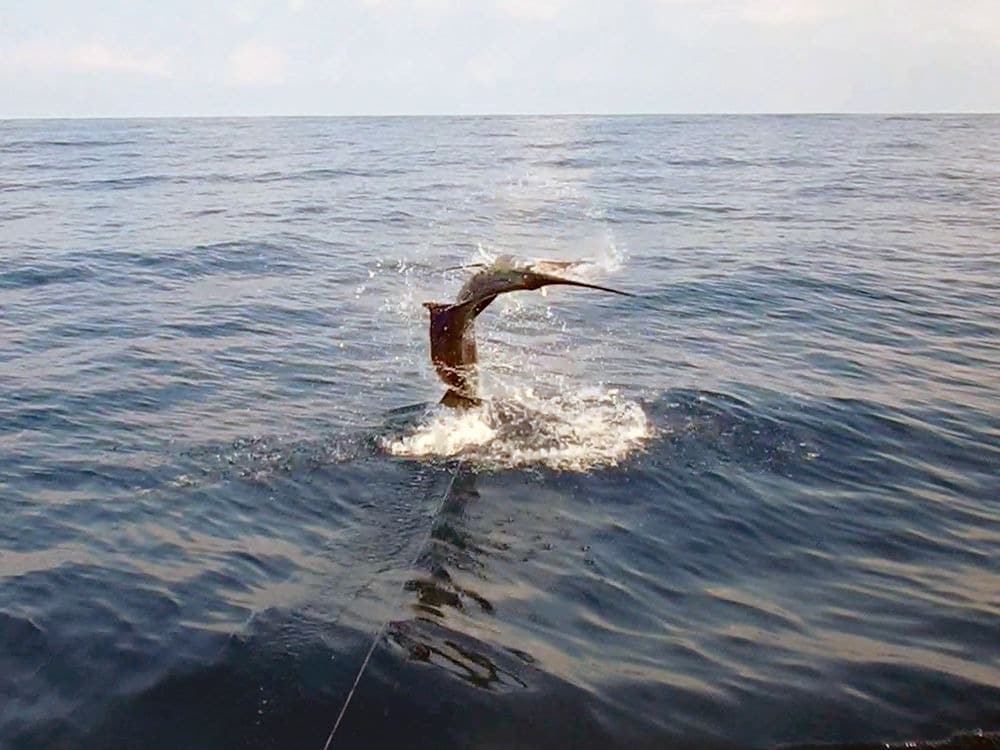 A sailfish jumping out of the ocean.
