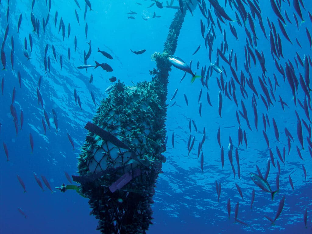 An underwater image of schools of fish swimming around a FAD.