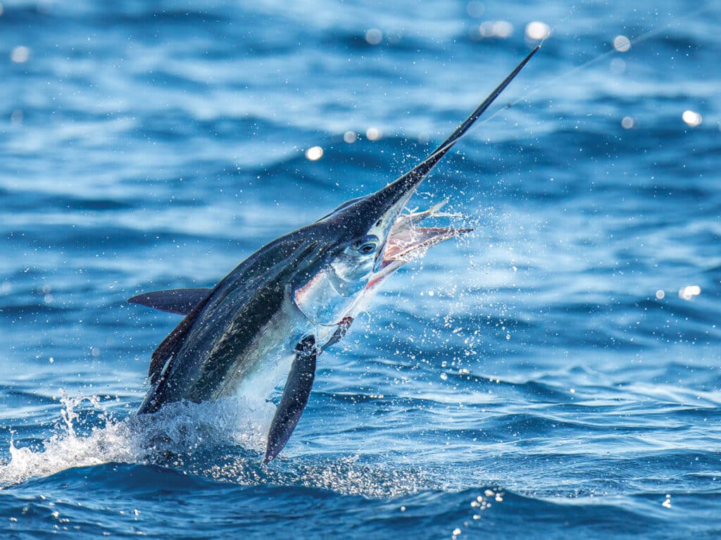 A white marlin jumping out of the ocean.